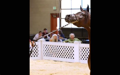 SCOTTSDALE - ARABIAN HORSE SHOW 2023 - Arabian Insider