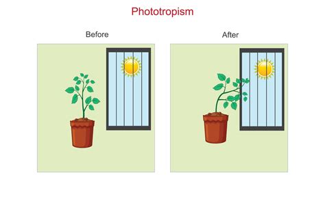 Phototropism is a plant's natural response to light, causing it to grow towards the light source ...