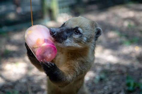 Tayto Park animals cooling off in the sunshine - Dublin Live