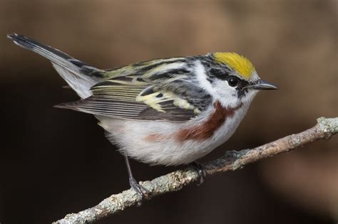 Chestnut-sided Warbler (male-spring) – Jeremy Meyer Photography