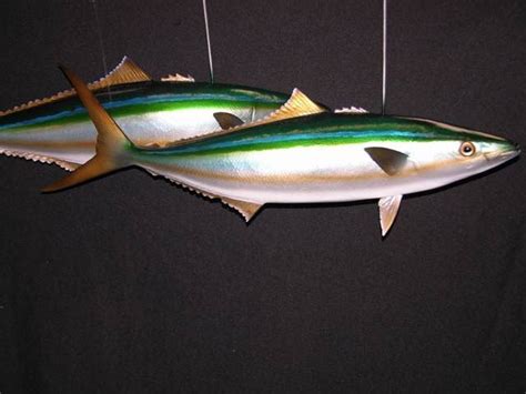 Rainbow Runner Mounts - New Wave Taxidermy