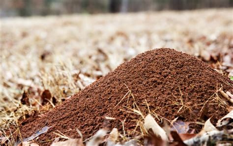 How to get rid of ant hills | The Trussville Tribune