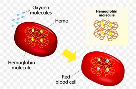 Red Blood Cell Hemoglobin Anatomy, PNG, 1081x712px, Watercolor, Cartoon, Flower, Frame, Heart ...