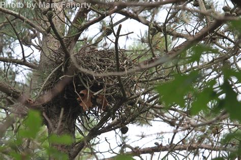 Sharp-shinned Hawk - East Cascades Audubon Society