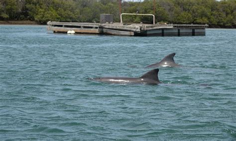 Adelaide Dolphin Sanctuary Kayaking Eco Tour | Experience Oz