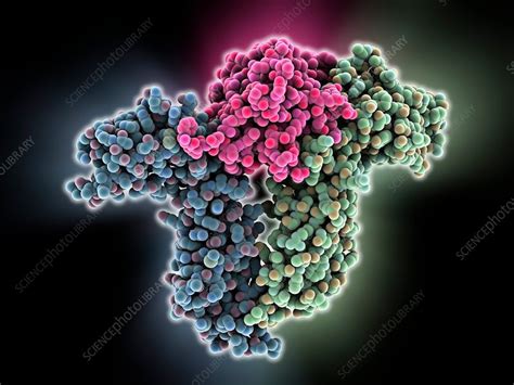 Human growth hormone molecule - Stock Image - C013/9623 - Science Photo Library