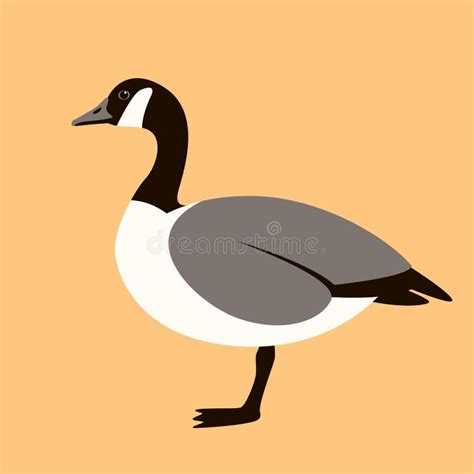 Canadian Goose Stock Illustrations – 509 Canadian Goose Stock Illustrations, Vectors & Clipart ...