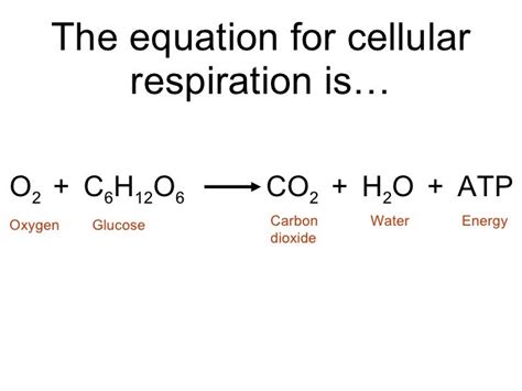 Cellular Respiration