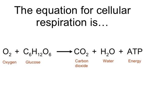 Biology - Chp 9 - Respiration - PowerPoint