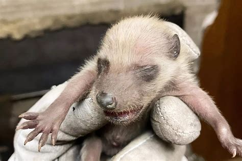 Someone in Toronto found a family of baby raccoons living in their fireplace - Gates Wildlife ...