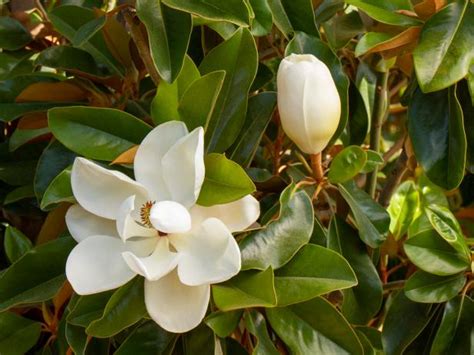 Magnolia Tree Types and Magnolia Tree Care | HGTV