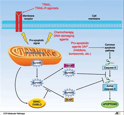 Negative Regulation of Apoptosis | Semantic Scholar