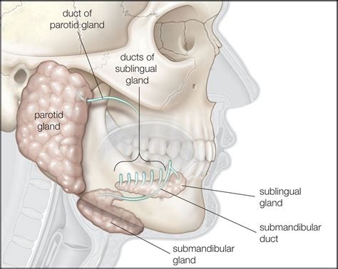 Salivary Glands Cancer