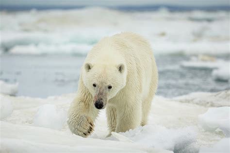 Canada, Nunavut Territory, Polar Bear Photograph by Paul Souders - Fine Art America