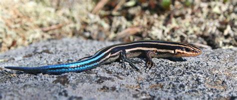 Five-Lined Skink | Reptiles & Amphibians in Ontario | Ontario Nature