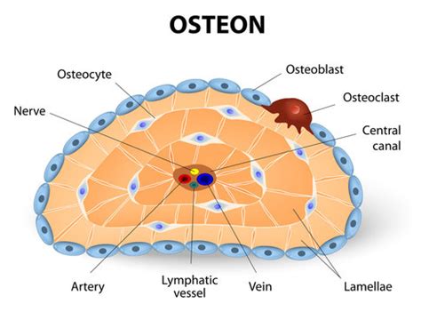 Osteon 이미지 – 찾아보기 359 스톡 사진, 벡터 및 비디오 | Adobe Stock