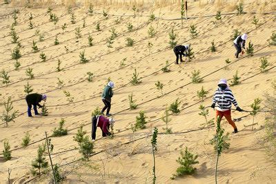 Great Green Wall, China - Stock Image - C028/8247 - Science Photo Library