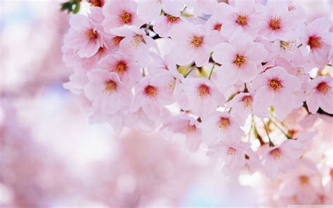 Cherry Blossom Wallpaper (71+ pictures) - WallpaperSet