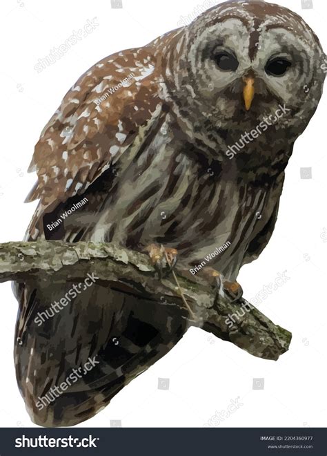 Vector Image Isolated Barred Owl Strix Stock Vector (Royalty Free) 2204360977 | Shutterstock