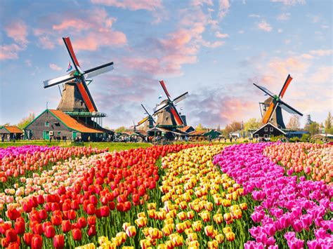 Thưởng ngoạn vẻ đẹp rực rỡ của lễ hội hoa Tulip ở Hà Lan