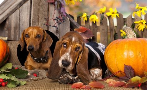 Basset Hound Dachshund Mix