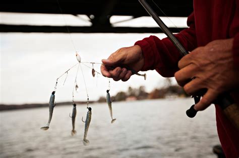 Alabama Rig Lure Makes It Easier to Entice Fish, but Some Anglers Say ...