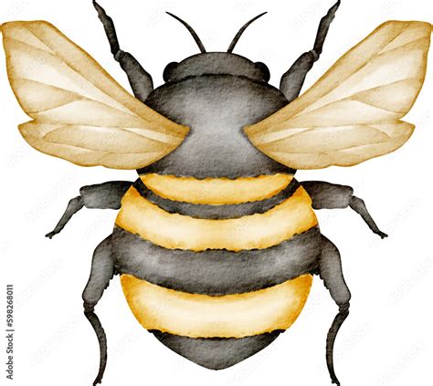 watercolor bee Stock Illustration | Adobe Stock