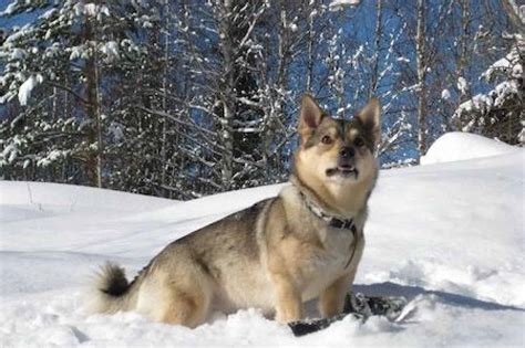 Swedish Vallhund [Ultimate Guide: Health, Personality, Exercise & More]