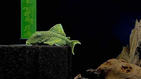 Green Phantom Pleco (L200 Pleco): Care, Size, Lifespan, Breeding, & More