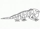 Free Printable Iguana Coloring Pages For Kids sketch template