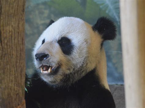 The Online Zoo - Giant Panda