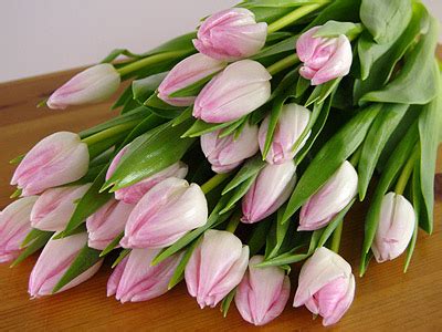 Send Mother's Day Tulips for UK flower delivery from Clare Florist.