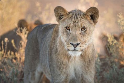 A Luxury Namibia Safari | Discover Africa