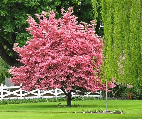 Where To Buy Pink Flowering Dogwood Tree / 5 Flowering PINK DOGWOOD ...