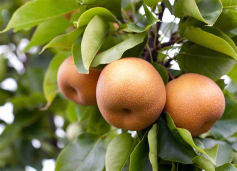 Dwarf Sunshine Pear - PlantNet® Australia