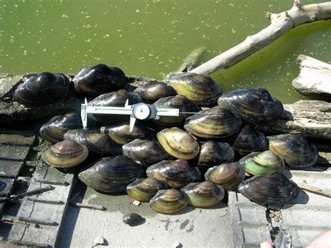 Freshwater Mussels – Winous Point