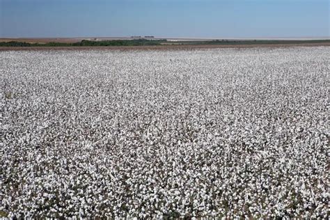 Cotton plantation Stock Photos, Royalty Free Cotton plantation Images ...