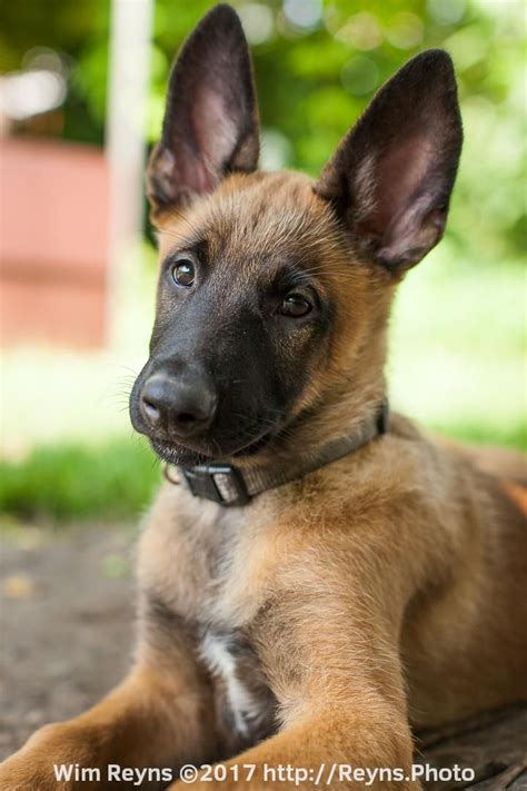 11 weeks old malinois puppy Zino Belgian Shepherd, German Shepherd Dogs, Belgian Malinois ...