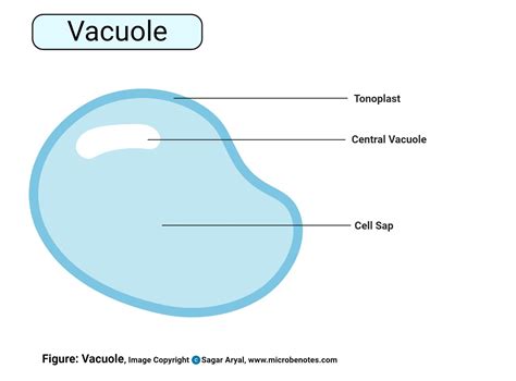 Animal Cell Vacuole Structure