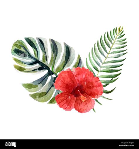 Watercolor tropical floral composition with hibiscus isolated on a ...