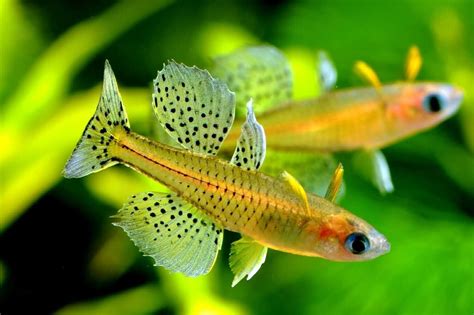 Spotted Blue Eye Rainbowfish pair (Pseudomugil gertrudae) | adult