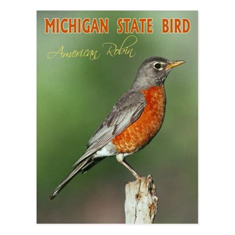 Michigan State Bird - American Robin Postcard | Zazzle