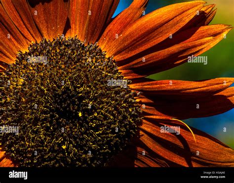 Rust color flowers hi-res stock photography and images - Alamy