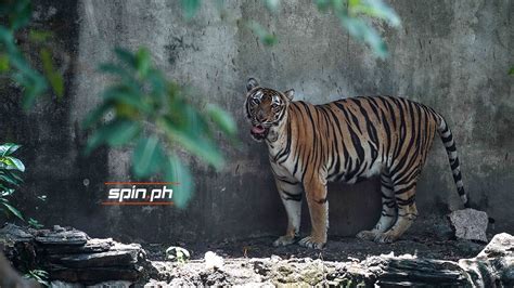 Check out rare animals in this virtual tour of the Manila Zoo