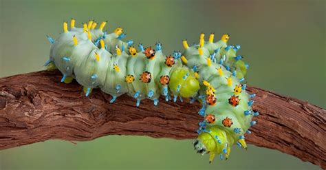 All about caterpillars!