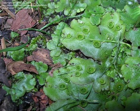 Plant Identification: CLOSED: strange growth on soil - fungus?, 2 by DMersh