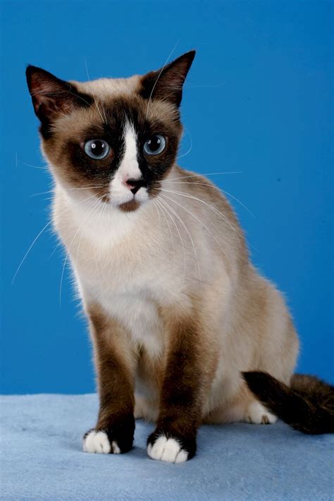 1000+ images about Cats-Snowshoe on Pinterest | Cats, Follow me and The mask