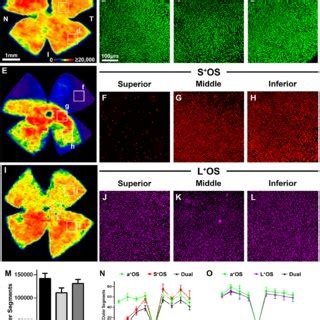 Alteration in the morphology of the RPE cells after LIP. (A)... | Download Scientific Diagram