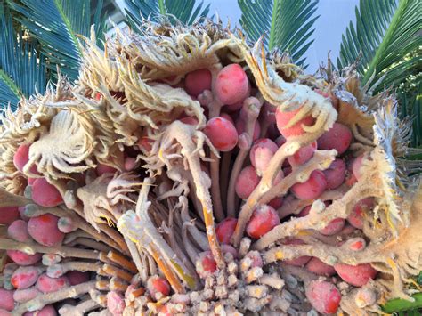 Sago Seed Harvesting - COLD HARDY PALMS - PalmTalk