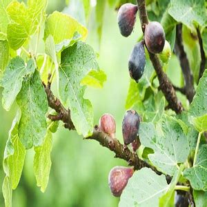 How to Protect Fig Trees in Winter